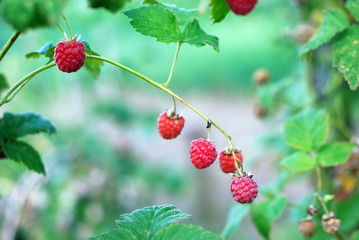 Ripe raspberry on a branch