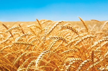 wheat field, fresh crop of wheat - obrazy, fototapety, plakaty