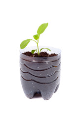 Aubergine spring sprouts