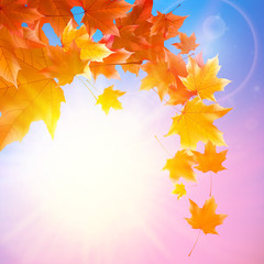Naklejka na ściany i meble Delicate autumn sun with glare on blue sky.