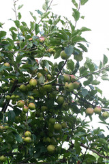 albero di mele_ frutteto