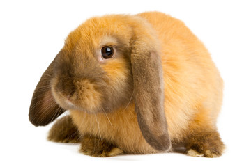 orange rabbit