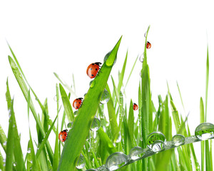 fresh morning dew and ladybirds