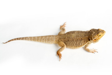 Bearded Dragon