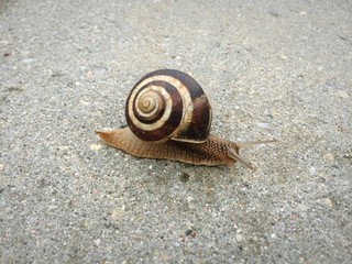 Snail