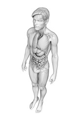 Fototapeta na wymiar Digestive system of male anatomy