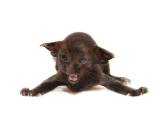  small cute meowing black chocolate oriental kitten isolated on 