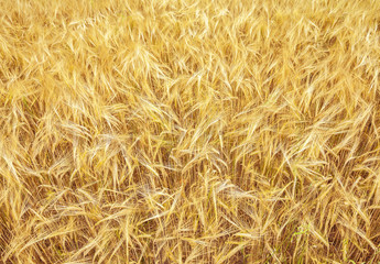Ripening golden ears of yellow wheat field.