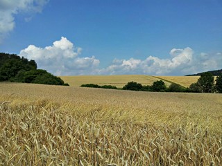 Kornfelder im Juli