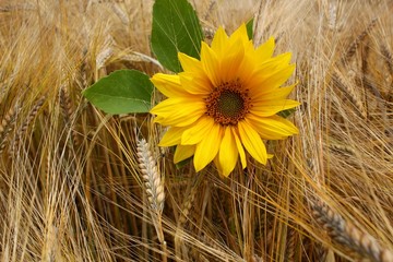 Fototapeta premium Sonnenblume im Kornfeld