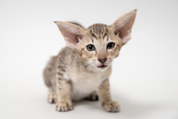 Obraz premium Sad red oriental kitten close-up