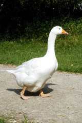 Happy Goose
