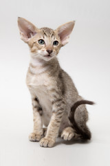 Sweet chocolate red tabby oriental kitten 