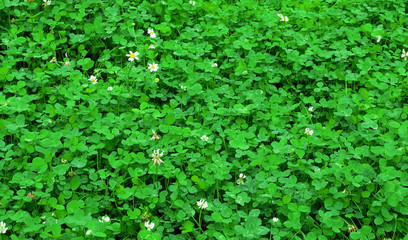Clover after the rain © maksymholovinov