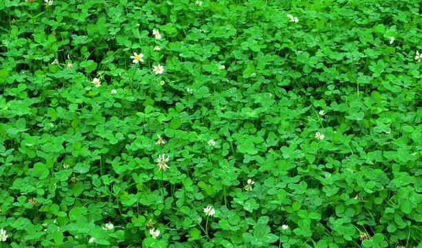 Clover after the rain