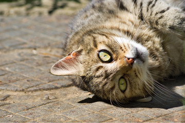 Beautiful cat lying upside down