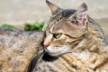 Portrait of cat looking away