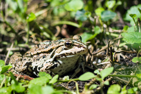Common European Edible frog in the grass