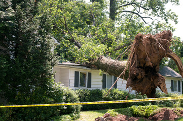 Uprooted tree - Powered by Adobe