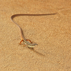 Little brown skink