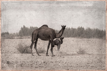 Camels - retro -Old Postcard style