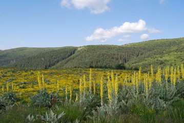 Fototapeta premium Yellow meadow in The Osogovo Mount