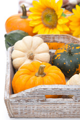 Assorted pumpkins in a wooden tray and yellow flowers, isolated