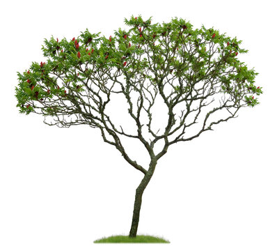 Junger freigestellter Essigbaum vor wei&szlig;em Hintergrund