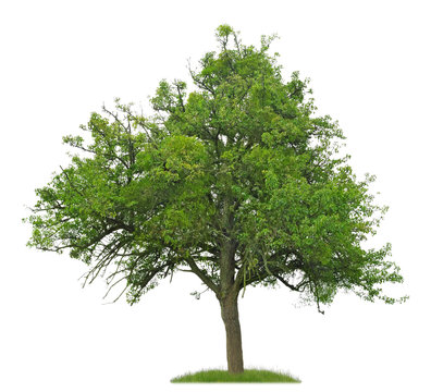 Alter Birnbaum mit vielen Misteln vor weißem Hintergrund