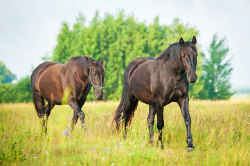 Two black horses on the pasture