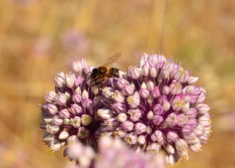 Bee on wild flowers of allium