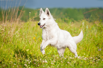 White swiss shepherd running on the field