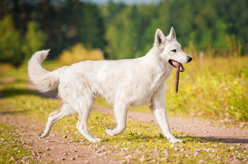 White swiss shepherd running with a stick