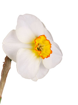 Single flower of a tricolor daffodil against a white background