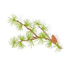 Larch tamarack branch vector illustration