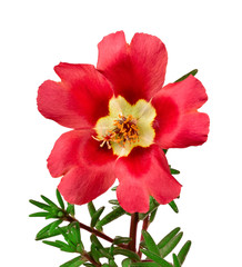 Red flower portulaca isolated on white background