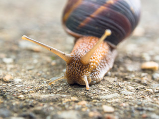 Portrait of a snail