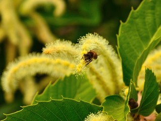 Bee on chestnut wild flowers