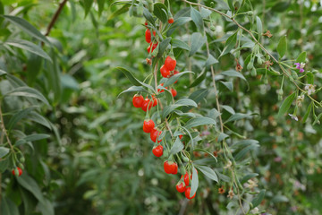 Agriculture, gojji berry fruit at branch, healthy plant