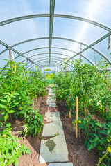 arched greenhouse