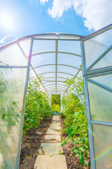 arched greenhouse