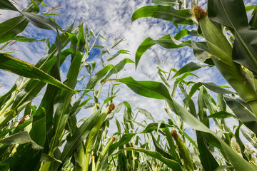 Maize field © Giuliano Del Moretto