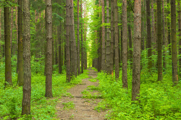 Fototapeta na wymiar pathway in the forest of tall trees