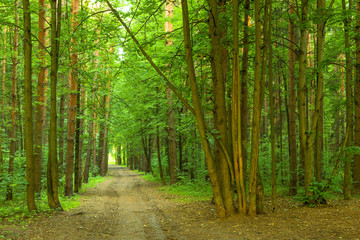 Obraz premium dense summer forest and the road
