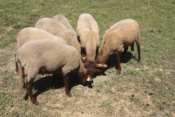 Fototapeta premium Moutons