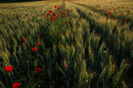Champs c&eacute;r&eacute;ales coquelicots