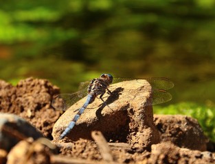 Splendid blue dragonfly on a stone