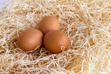 Chicken eggs in the straw.