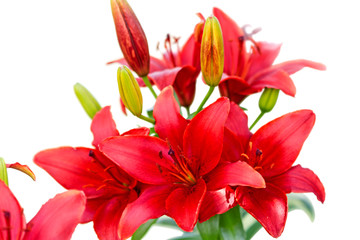 Red Lilies on white