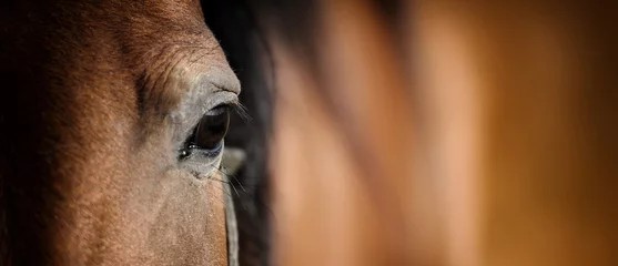 Fototapeten Auge des arabischen braunen Pferdes © byrdyak